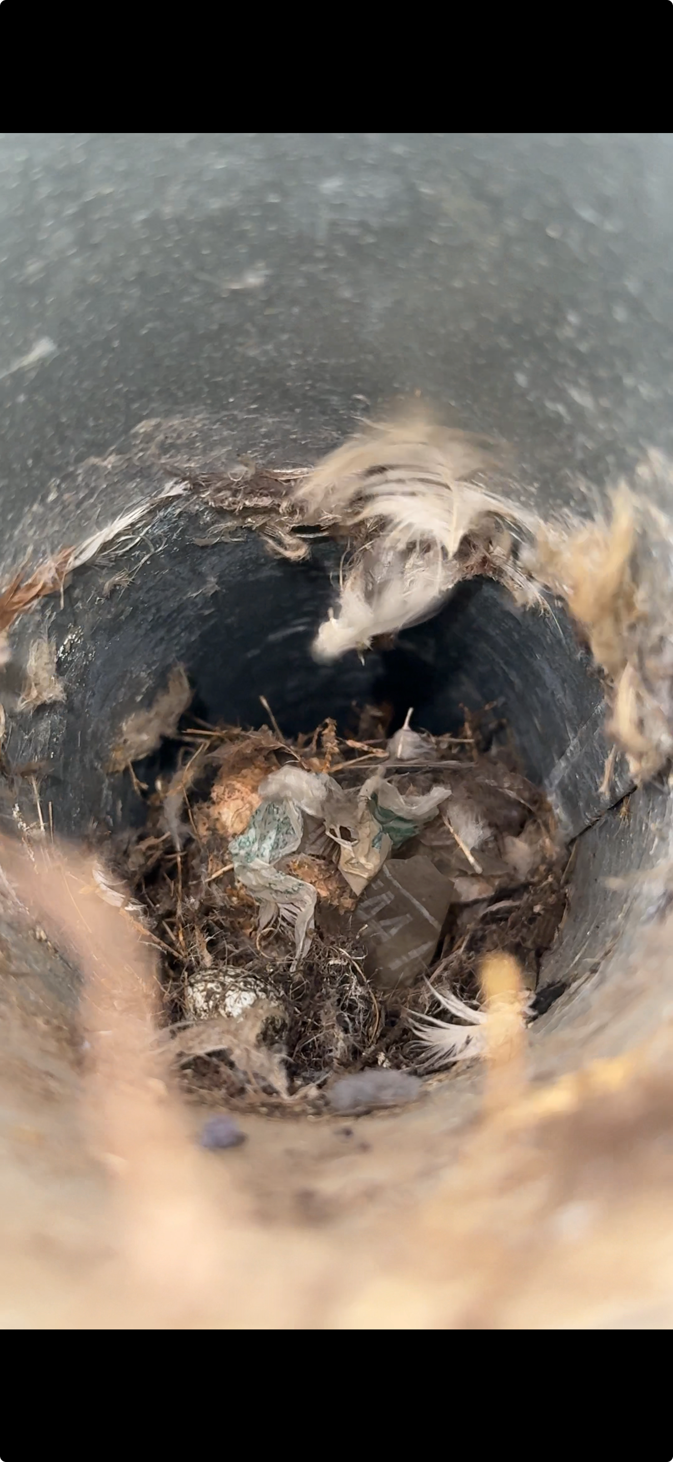 Bird nest and debris found inside a clogged dryer vent